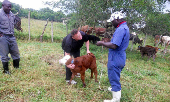 Museveni's beef multiplication project gains momentum Museveni's beef multiplication project gains momentum