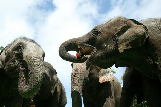 Love for gentle giants in Myanmar