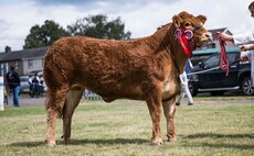 Limousin heifer crowned supreme at Dumfries Show