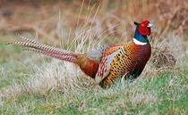 Government launches call for evidence on gamebird shooting