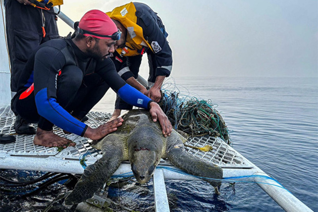Operation Olivia: Indian Coast Guard protects over 6.98 lakh Olive Ridley Turtles along the Odisha coastline