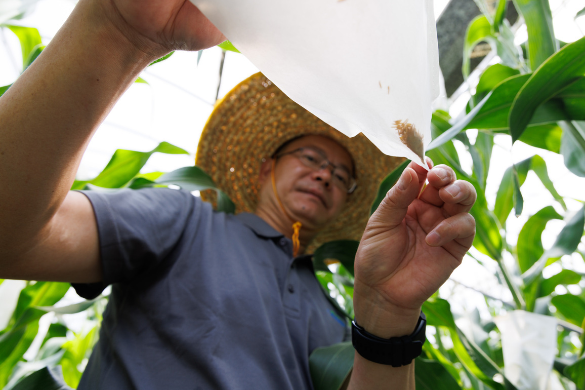 CHINA-SHANGHAI-HIGH PROTEIN MAIZE (CN)