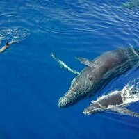 Whales and dolphins regularly hang out with each other - new study