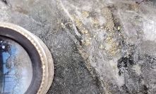 Visible gold from the Centena vein at Continental Gold’s Buriticá project in Colombia 