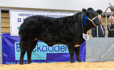 High of £8,500 at Thainstone Spectacular