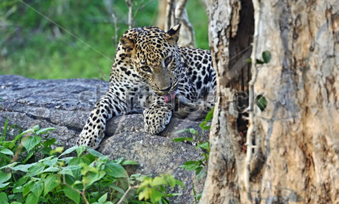 Key leopard population 'crashing', study warns Key leopard population 'crashing', study warns