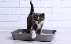 KKR sells 12% stake in Pets At Home for £119m