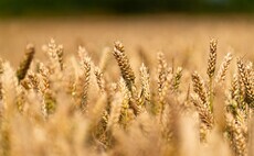 Breeder sets out winter wheat options for 2026-27 season and beyond