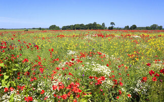 Regenerative agriculture survey: What does it mean for you and your business?