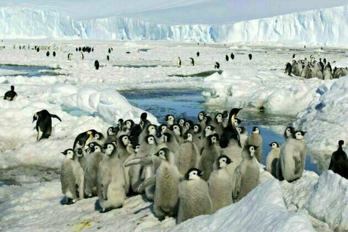 As Antarctic sea ice shrinks, iconic emperor penguins are in more peril than we thought