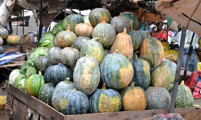 Pumpkin supply drops as watermelon prices climb Pumpkin supply drops as watermelon prices climb