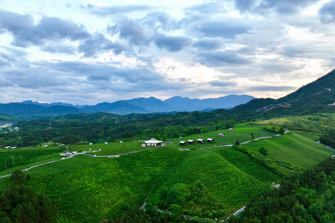 (AmazingAnhui) CHINA-ANHUI-LUXI VILLAGE-TEA INDUSTRY-TOURISM (CN)