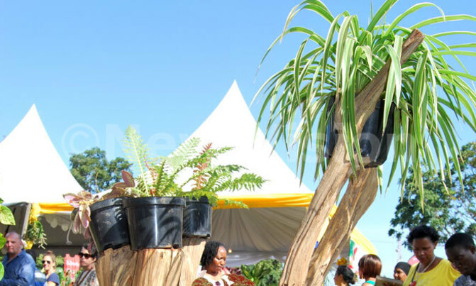 Hanging garden, a great way to uniqueness Hanging garden, a great way to uniqueness