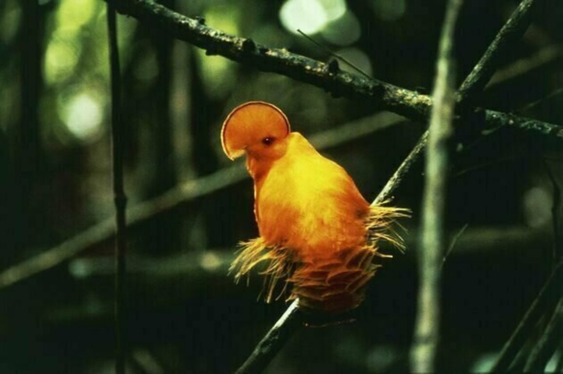 70 years of data show extreme heat is already wiping out tropical bird populations