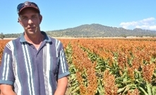 Sorghum variety passes the test