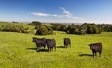 Despite producers wanting to hang on to stock, dry conditions have meant some herds have gone to slaughter.