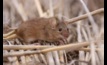  Research confirms new baiting regime is effective for mouse management. Picture courtesy CSIRO.