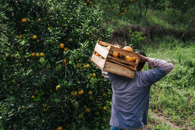 BRAZIL-RIO DE JANEIRO-TANGUA-ORANGE HARVEST