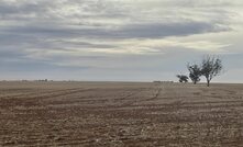 The Birchip Cropping Group is studying groundcover over the summer months, particularly in the marginal regions of the Mallee. Credit: Mark Saunders. 