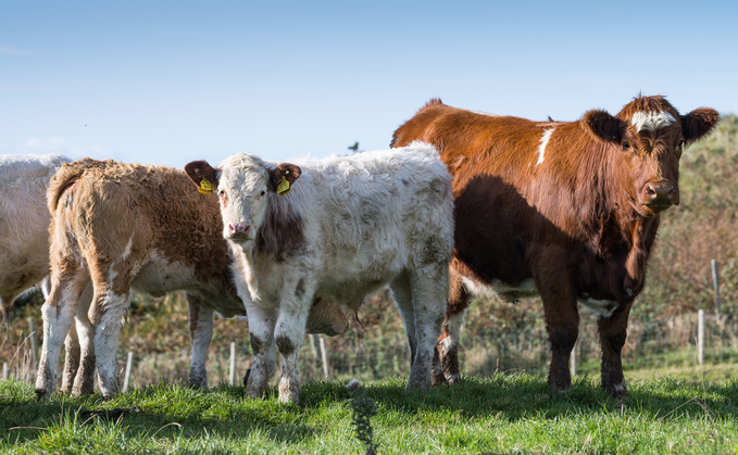 Vet Graeme Fowlie explains how new beef cow fertility visits work. 