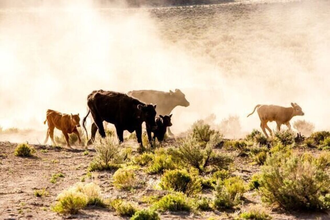 Summit to tackle future of grazing in eastern OR