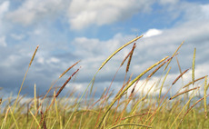 Hot weather brings forward black-grass seed maturity