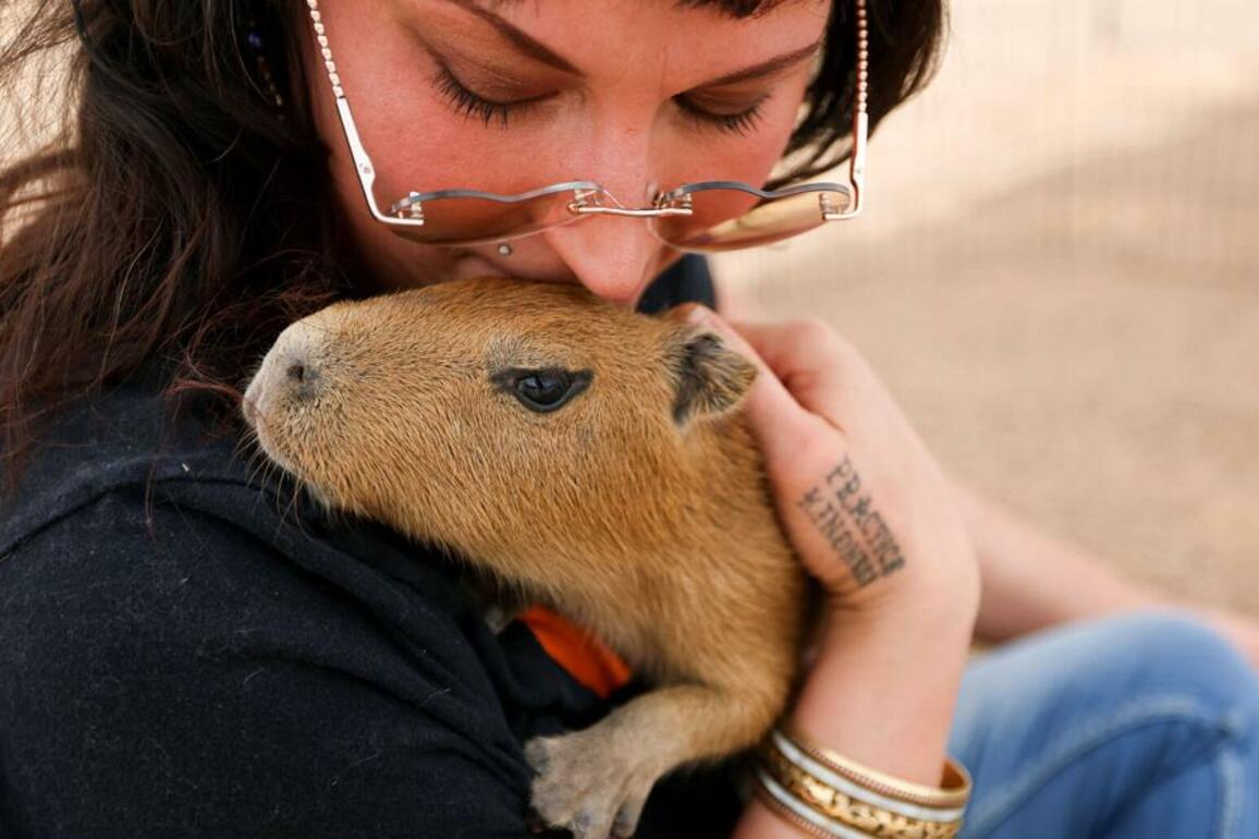 2 more capybaras join private Marana zoo