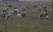 Management training keeps ewes profitable