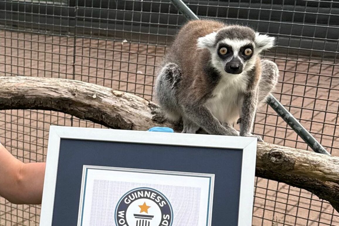 Adorable lemur at Scottish zoo makes history as he is crowned 'world's oldest'