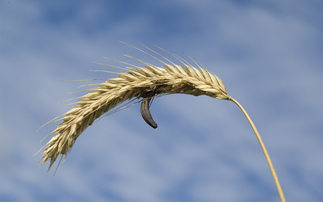 Farmers given new guidance to control ergot