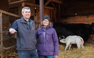 Breeding British Blue bulls for AI provides key income stream for Suffolk farm