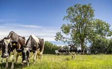 Buffer Feeding Dairy Cows at Spring Turnout