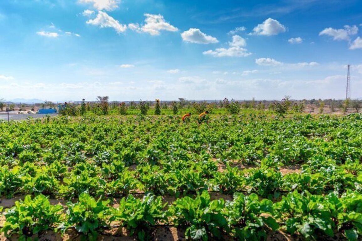 Gheras advances integrated farming in Sharjah