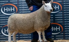 Auction mart sales round-up: Flying dairy trade at Holsworthy and sheepdogs sell to £16,200 online