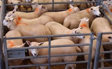 Sheep prices hold up but future trade uncertain