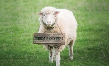 Worm resistant sheep bring pasture benefits