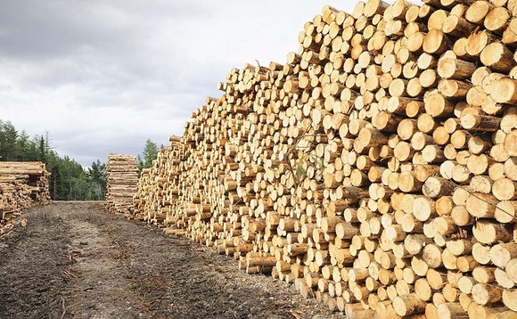 Push for farm forestry cash as war drives up timber demand