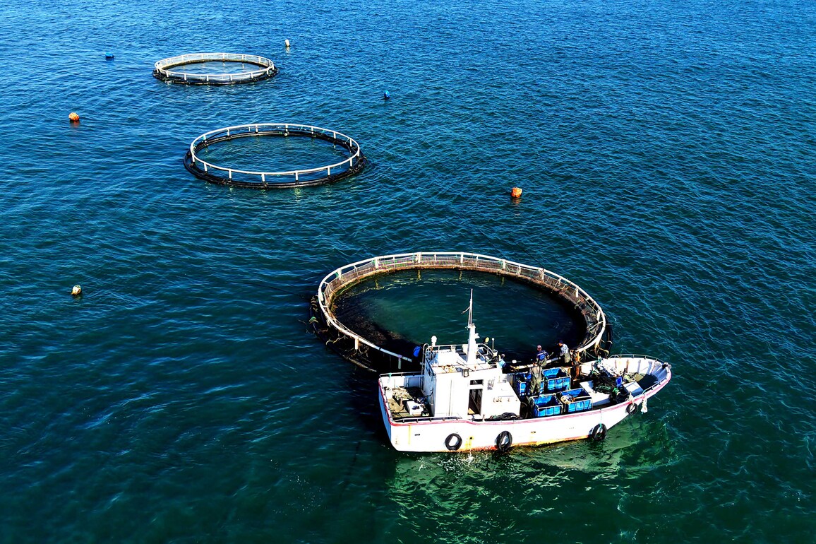 #CHINA-SHANDONG-FISHERY-MARINE FARMS (CN)