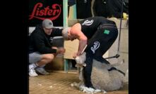  Aidan Copp shore 524 Merino lambs to break the world record. Picture courtesy Stockowners Shearing Aust.