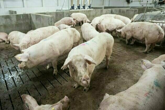 Gene-edited pigs may soon enter the Canadian market, but questions about their impact remain
