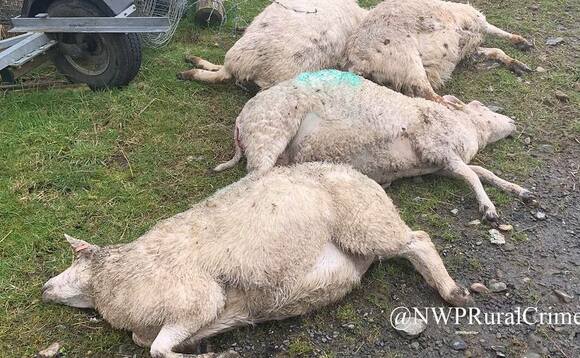 Farmer 'heartbroken' after fly-tipped garden clippings poison and kill nine heavily pregnant sheep