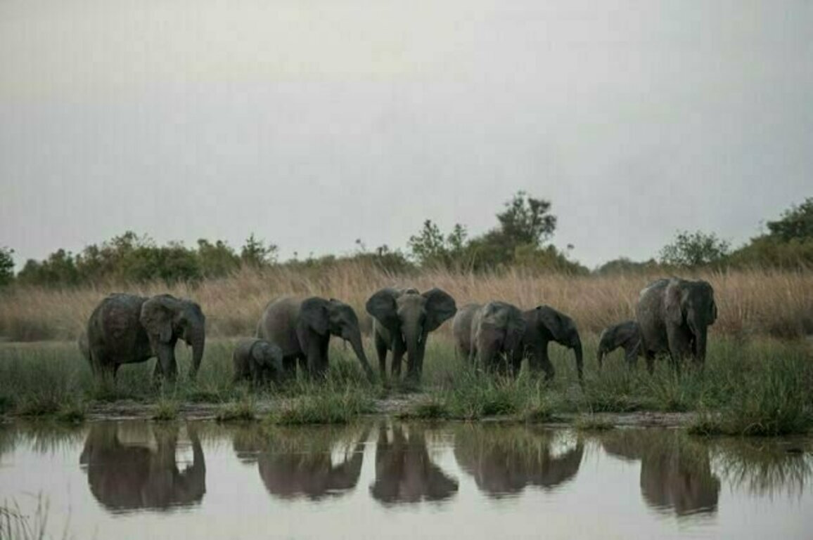 Comment le changement climatique menace l'alimentation des elephants dans les savanes d'Afrique de l'Ouest