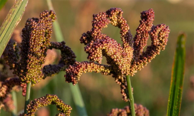 Millet, sorghum more than grain Millet, sorghum more than grain