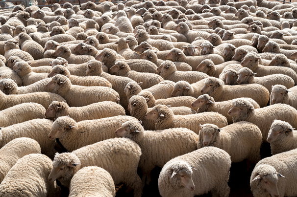 The Federal Government has provided further details about available funding to support the transition away from live sheep exports.