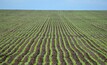 Rabobank has forecast canola plantings to drop by nearly 13 per cent this year.Photo: Mark Saunders.