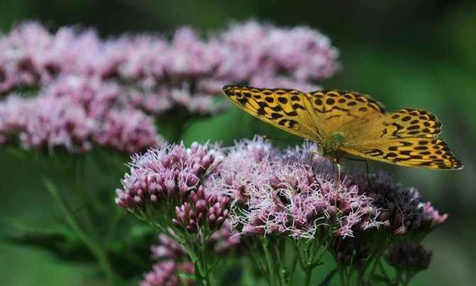 Climate change makes mountain tops bloom, for now Climate change makes mountain tops bloom, for now