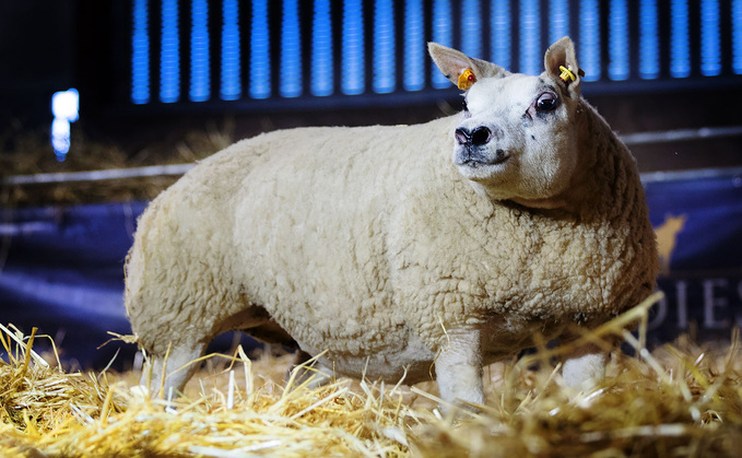 Woodies Little Bo Peep, £5,900