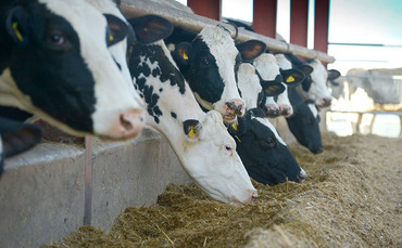 Feed additive proven to reduce methane emissions in dairy cattle | Farm ...