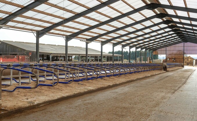 The shed's polycarbonate roof allows in light and keeps cows cool.