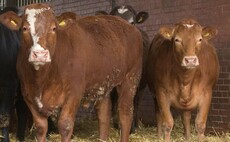 Babesiosis in cattle on the increase